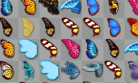 Schmetterlings Koday