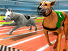 Dog Games